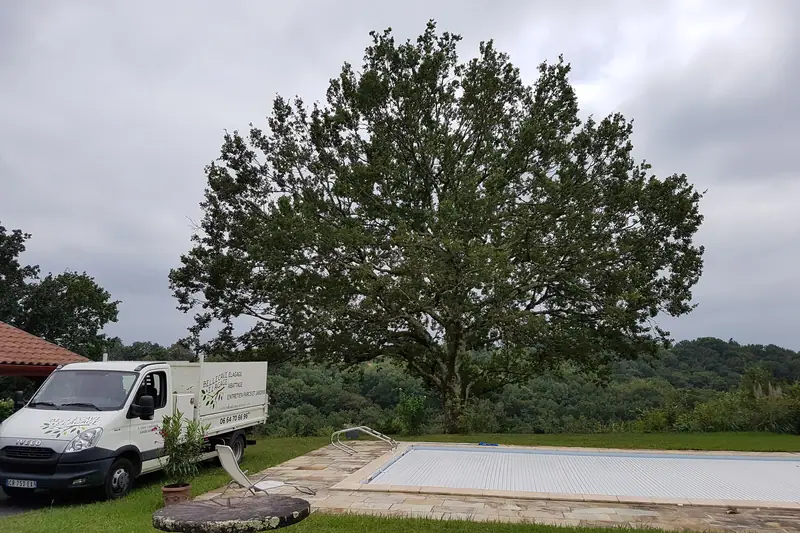 Grand arbre avant intervention, vu depuis le sol
