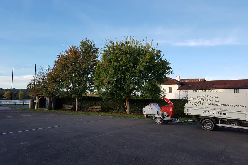 Grand arbre avant intervention, vu depuis le sol